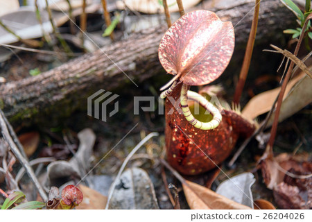 Ground pitcher, Nepenthes ampullaria 26204026