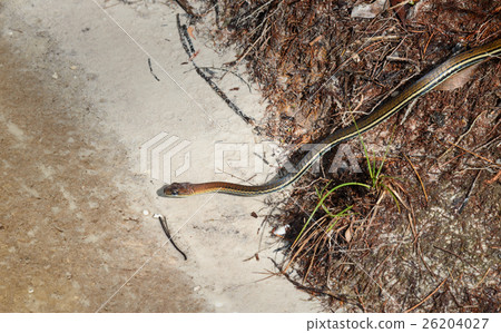 Eastern ribbon snake, Thamnophis sauritus 26204027