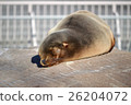A nap of a sea lion A nap of a sea lion 26204072