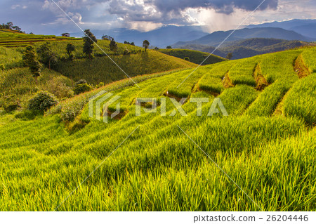 Green Terraced Rice Field in Pa Pong Pieng 26204446