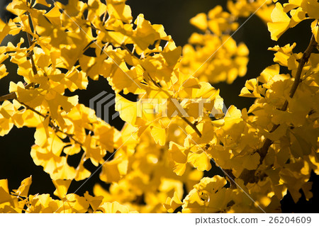 Ginkgo 26204609