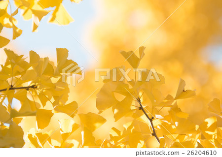 Ginkgo 26204610