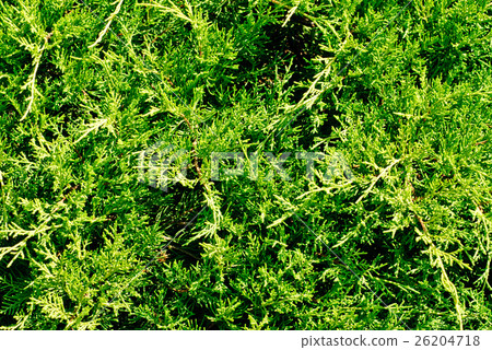 branch cupressocyparis Leylandii green background 26204718