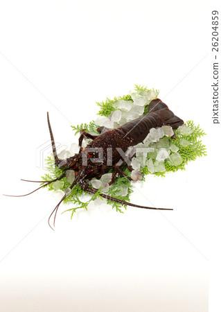 Ise shrimp Ise shrimp 26204859