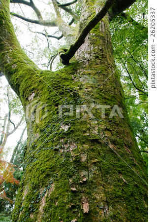 青苔離開大樹 青苔離開大樹 26205337