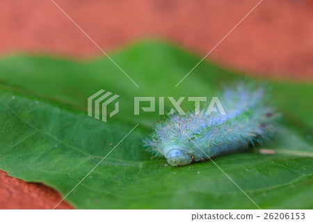 Closeup Caterpillar on leaf Closeup Caterpillar on leaf 26206153