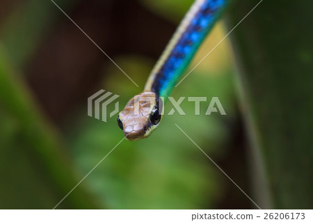 Macro of Painted bronzeback snake Macro of Painted bronzeback snake 26206173