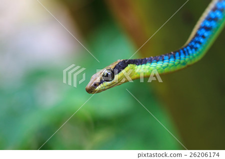 Macro of Painted bronzeback snake Macro of Painted bronzeback snake 26206174