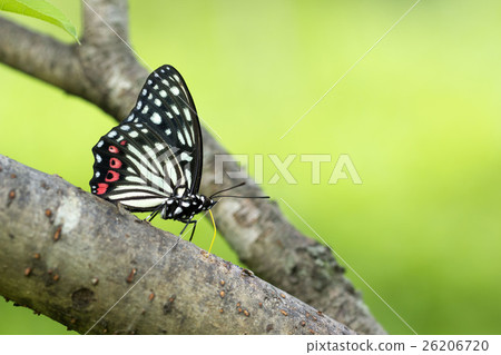 紅臉紅龜 紅臉紅龜 26206720