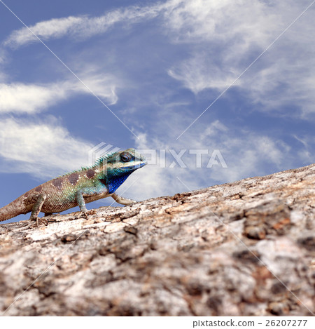Chameleon on the trunk timber and blue sky background. Chameleon on the trunk timber and blue sky background. 26207277