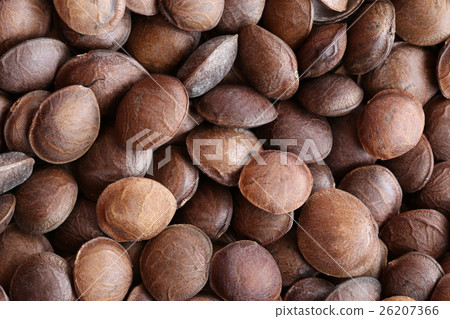 Legumes of Sacha inchi or Inca peanut. 26207366