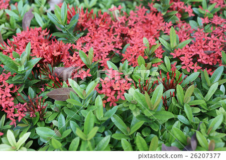 spike flower or Red ixora flowers bloom on tree in the public garden. 26207377
