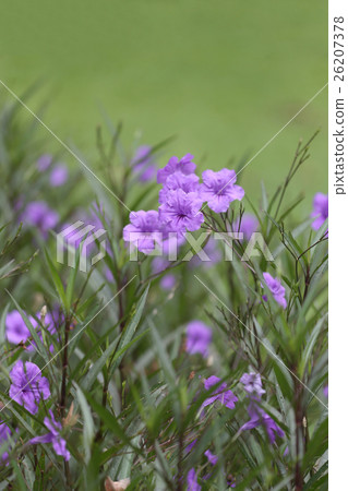 Beautiful of purple Ruellia tuberosa flower or popping pod bloom. 26207378