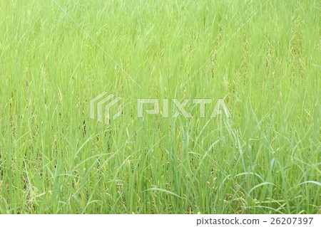 Green rice plant in farmland at rural. 26207397