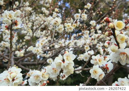 Impression of Spring Plum blossoms in full bloom Impression of Spring Plum blossoms in full bloom 26207422