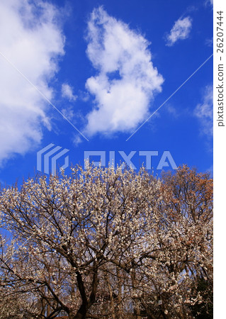 春天梅花的印像在藍天下開花 26207444