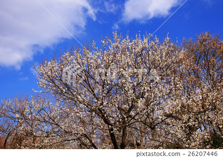 Impression of Spring Plum blossoms bloom under blue sky Impression of Spring Plum blossoms bloom under blue sky 26207446