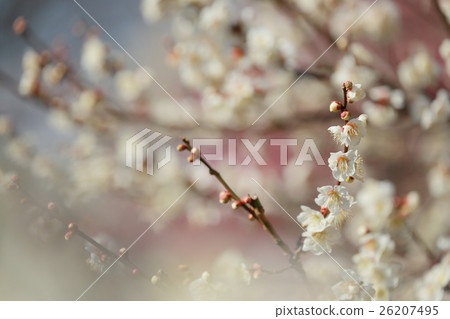 春天的印象梅花盛開 春天的印象梅花盛開 26207495