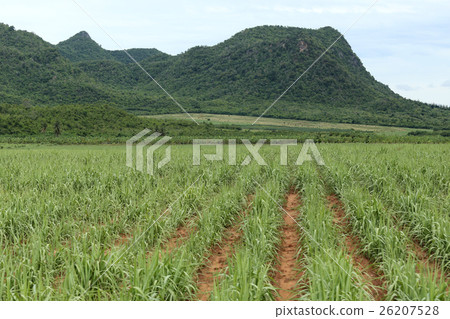 Rural farmland to grow sugarcane. Rural farmland to grow sugarcane. 26207528