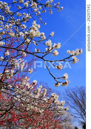 春天梅花的印像在藍天下開花 26207541