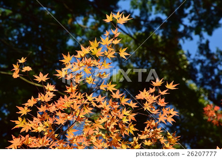 Kimpo Wing Temple Autumn leaves Kimpo Wing Temple Autumn leaves 26207777