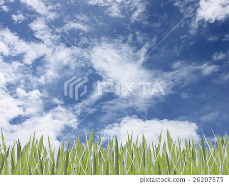 Green leaves of grass and have sky. Green leaves of grass and have sky. 26207875