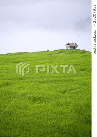 rice field scenery with morning fog 26207915