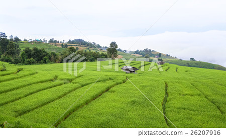 rice field scenery with morning fog rice field scenery with morning fog 26207916