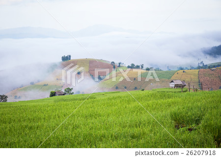 rice field scenery with morning fog rice field scenery with morning fog 26207918