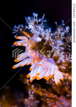 Saxima Minnow 26208512