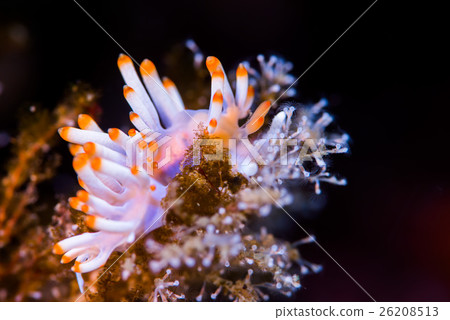 Saxima Minnow 26208513