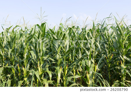 Closeup Corn on the stalk 26208790
