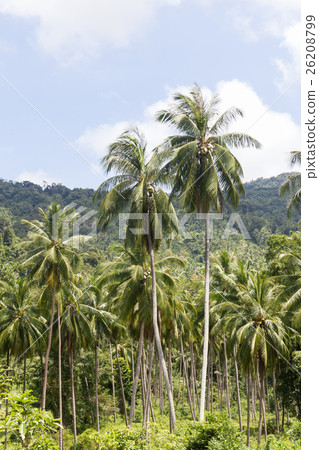 Coconut palm trees 26208799