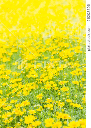Dahlberg daisy, Gold carpe flowers Dahlberg daisy, Gold carpe flowers 26208806