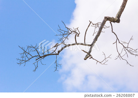 Dead tree without leaves 26208807