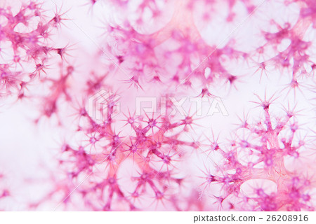 軟珊瑚息肉 26208916