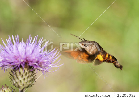 Hoshi hojaku 26209052