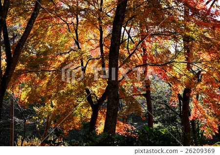 Autumn leaves scenery 26209369