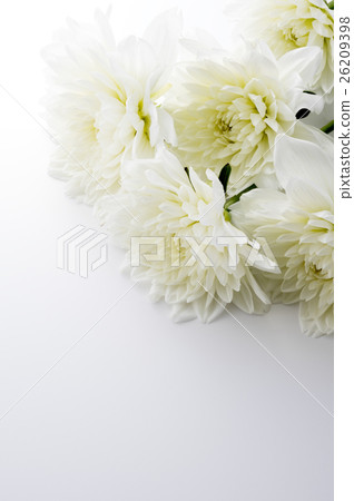 White dahlia White dahlia 26209398