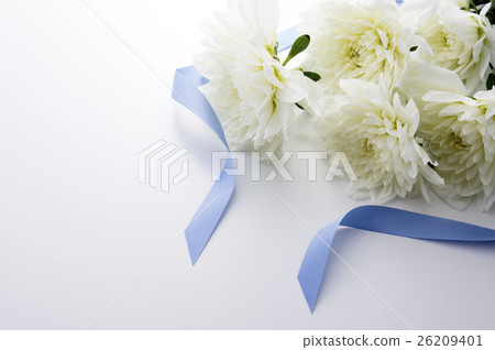 白色大麗花 白色大麗花 26209401