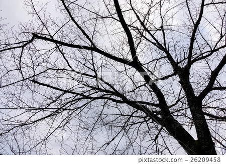 Dried tree at the winter Dried tree at the winter 26209458