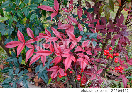 Guelder-rose fruits in the autumn garden Guelder-rose fruits in the autumn garden 26209462