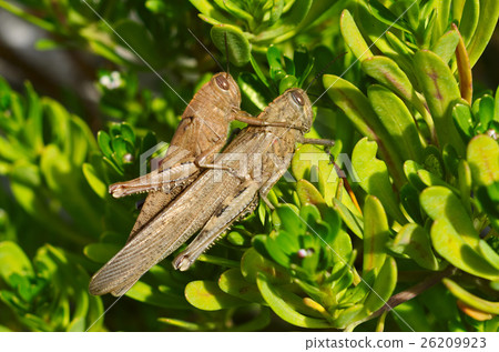 Egyptian locust (Anacridium aegyptium) coupling  26209923
