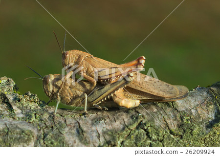 Egyptian locust (Anacridium aegyptium) coupling Egyptian locust (Anacridium aegyptium) coupling 26209924