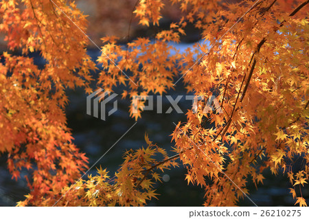 Fall. Autumn at Yasehieizanguchi 26210275