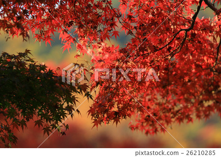 fall season in japan at Rurikoin 26210285