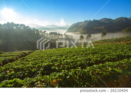 Strawberry garden at Doi Ang Khang , Chiang Mai, T 26210404