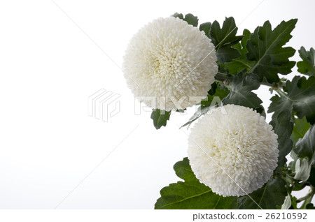 白色粉筆 26210592