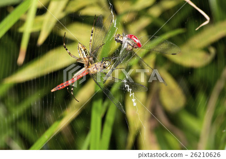 spider spider 26210626