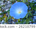 Light blue morning glory Light blue morning glory 26210799